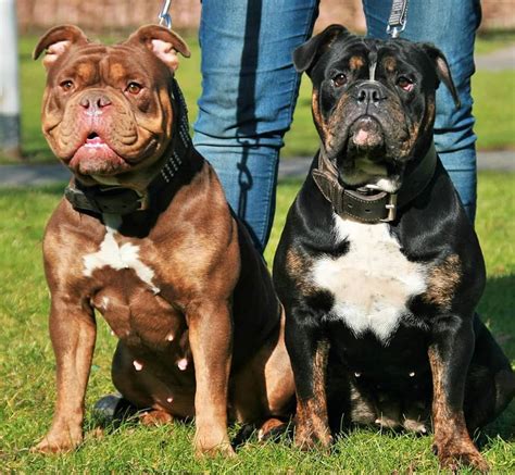 international olde english bulldogge association.